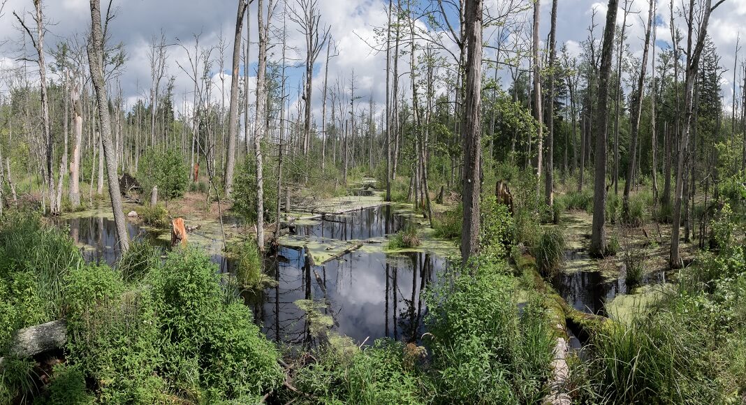 Bosque en Bialowieza