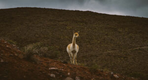 Alfarcito para viajar a este pueblo jujeño