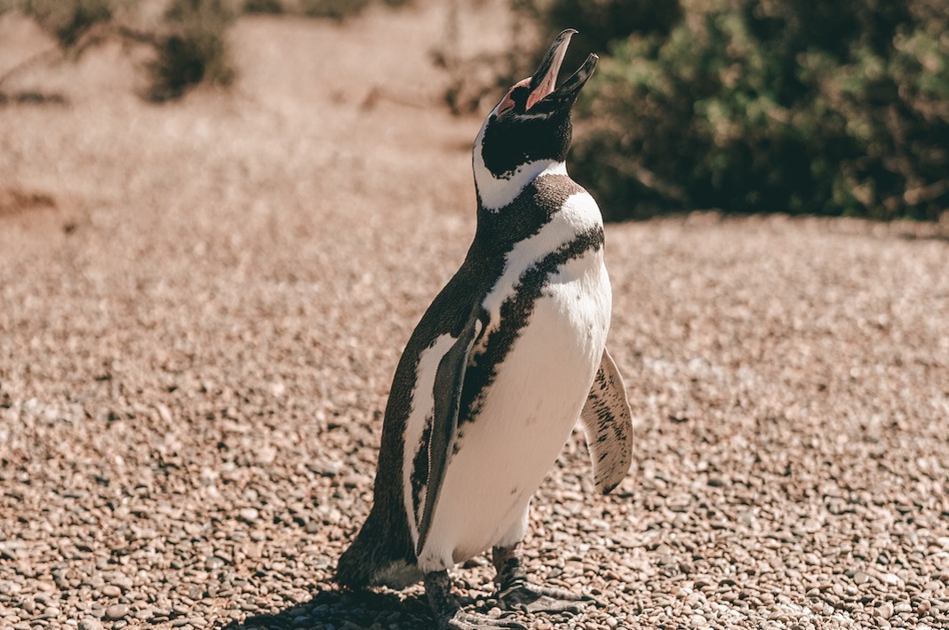 Pingüino en Península Valdés