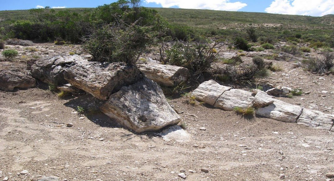 Bosque Petrificado