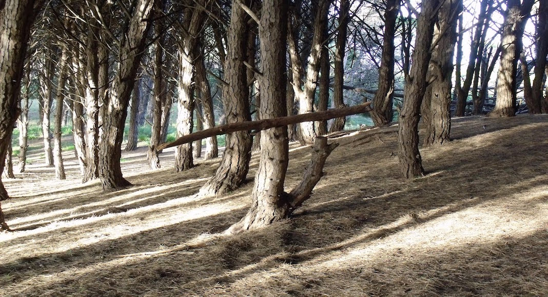 Bosque Energético de Miramar