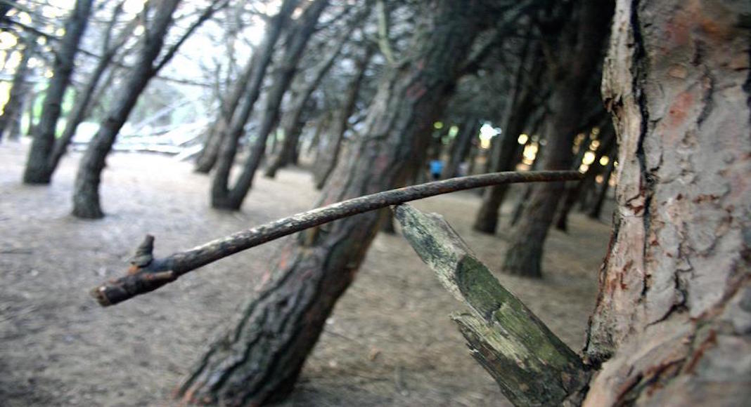 Bosque Energético de Miramar